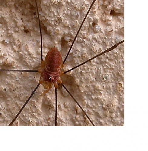 Réf. 155 795 : Dasylobus argentatus