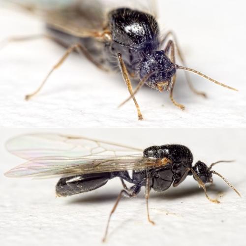 Réf. 155 996 : Solenopsis fugax