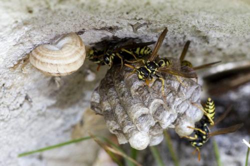 Réf. 155 221 : Polistes dominula