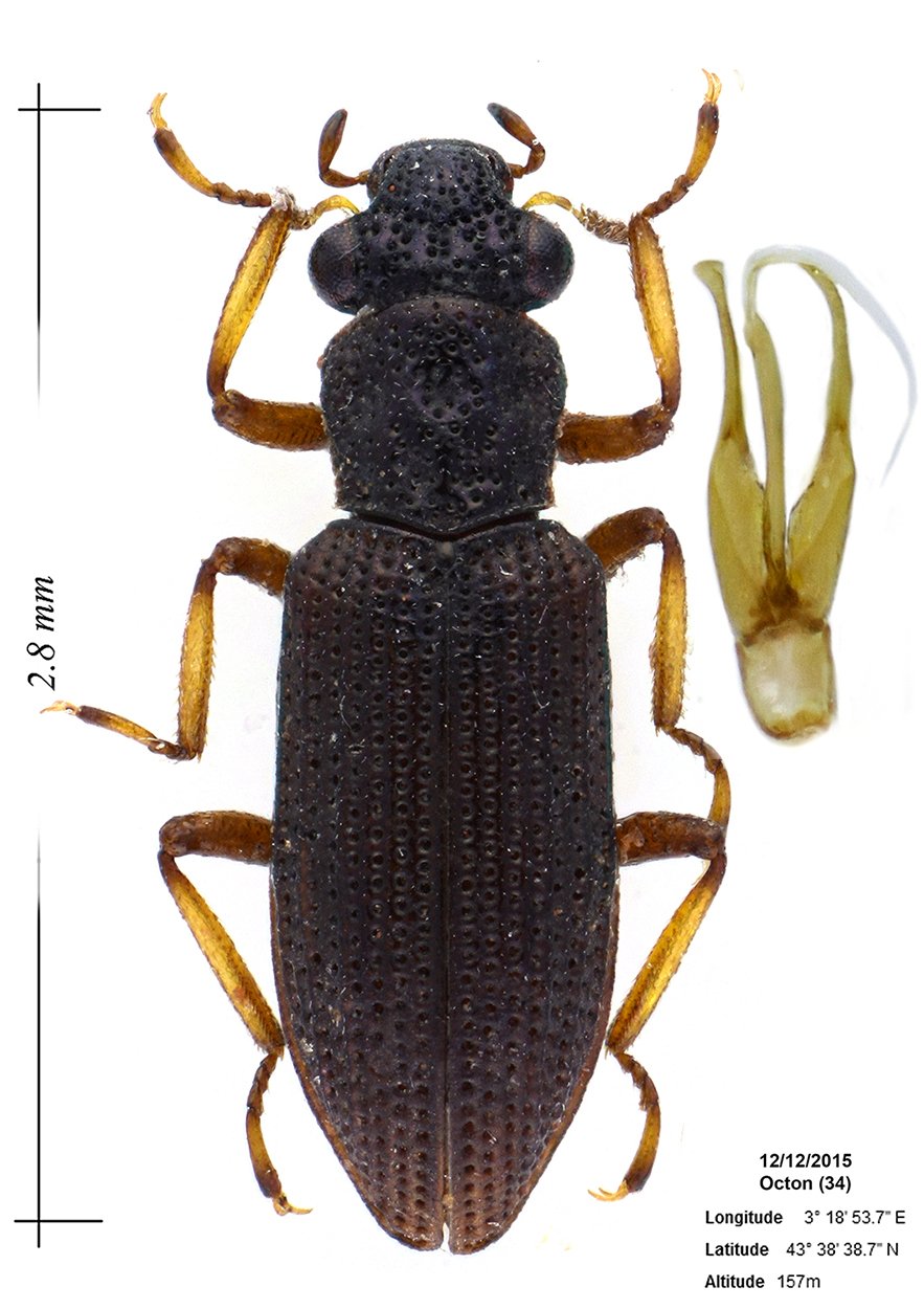 Cédric Alonso - Hydrochus smaragdineus - réf. 155088 (883 x 1250 pixels, 156 ko)