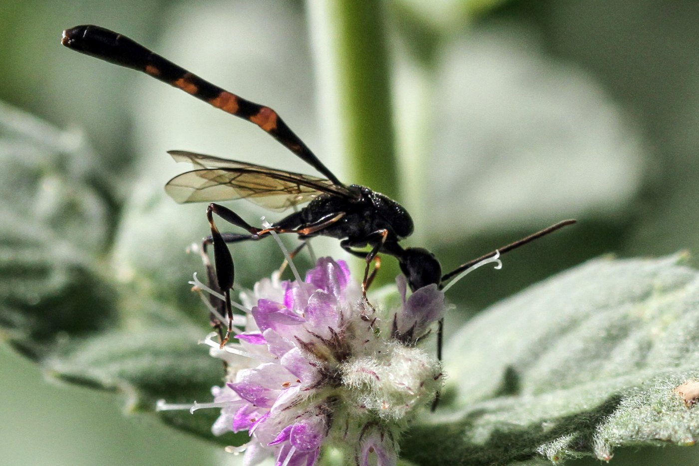 Daniel Ventard - Gasteruption sp. - réf. 155694 (1400 x 933 pixels, 212 ko)