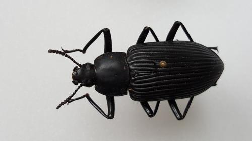 Réf. 156 936 : Mylaris gigas