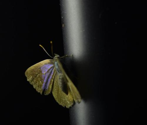 Favonius quercus