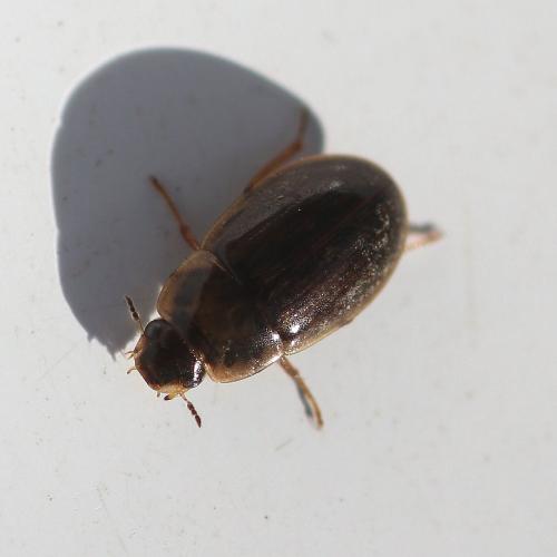 Helochares lividus