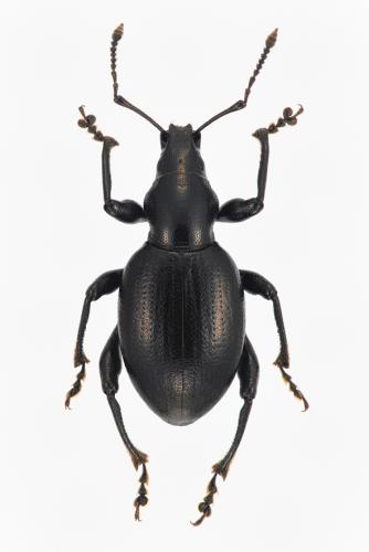Réf. 156 766 : Otiorhynchus noui