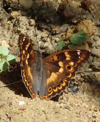 Apatura ilia