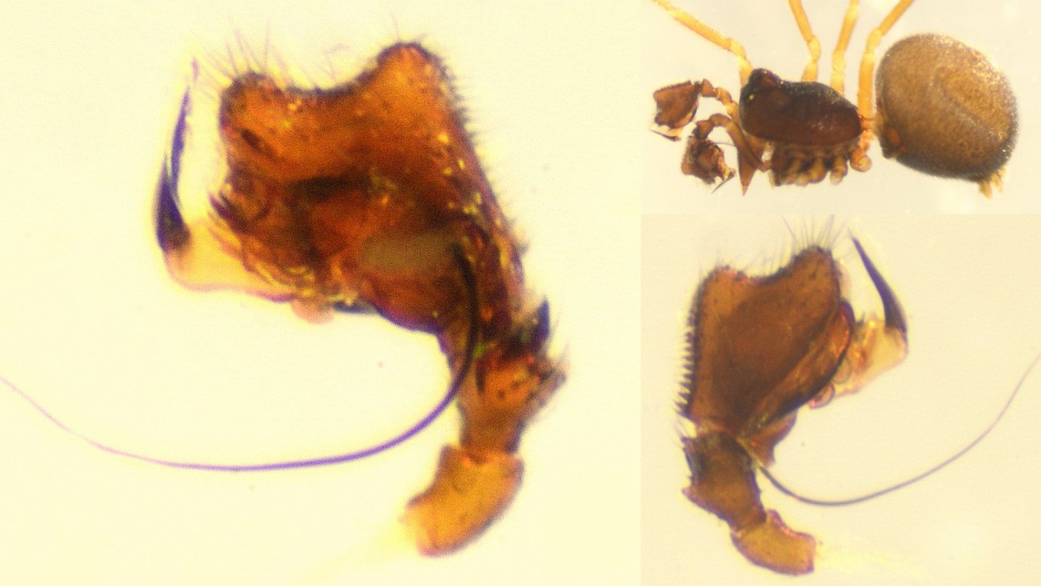 roy - Cnephalocotes obscurus - réf. 156380 (1500 x 844 pixels, 147 ko)