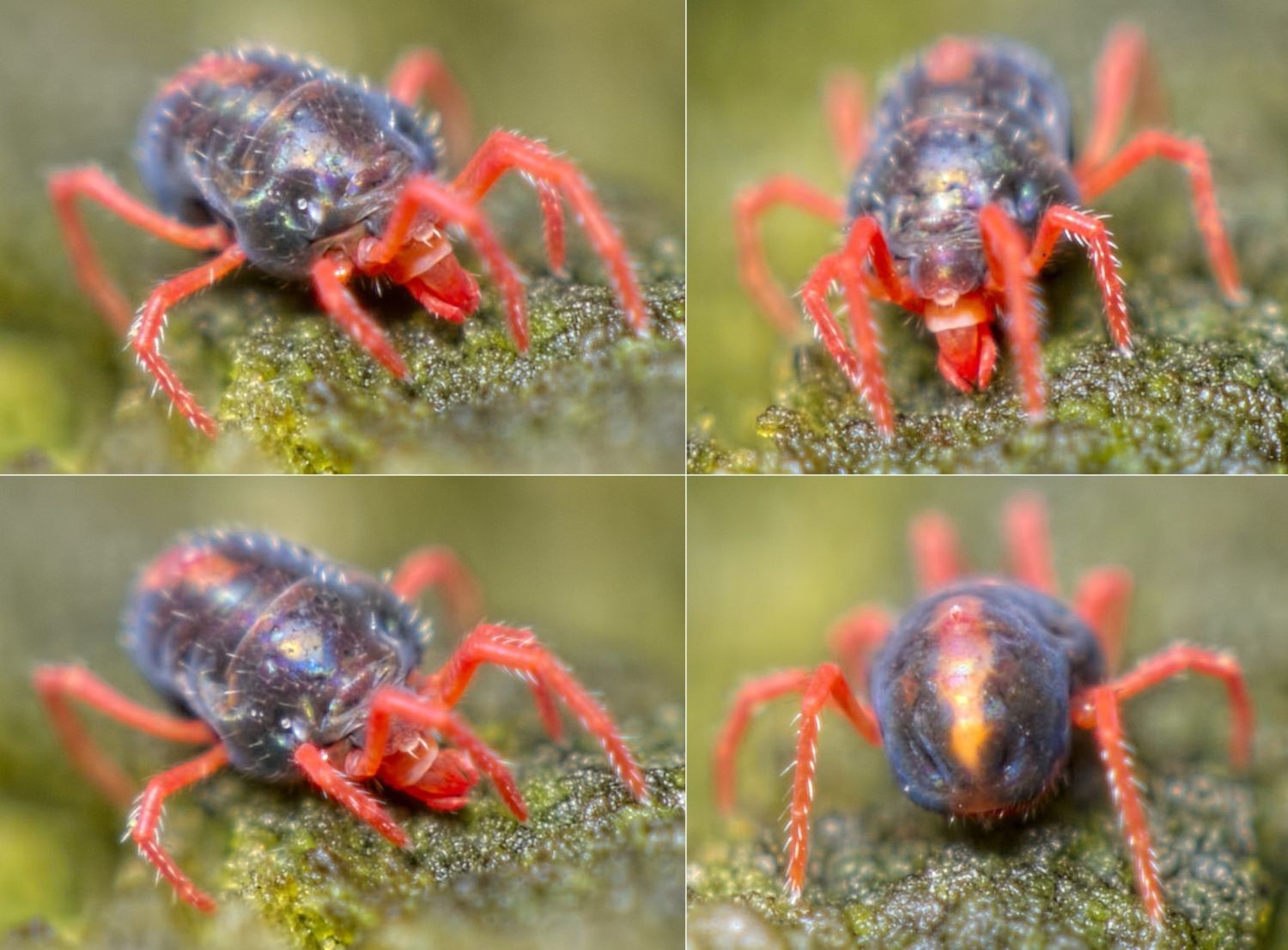 Réf. 156685 — ARACHNIDA > Prostigmata > Penthaleidae > Penthaleus sp