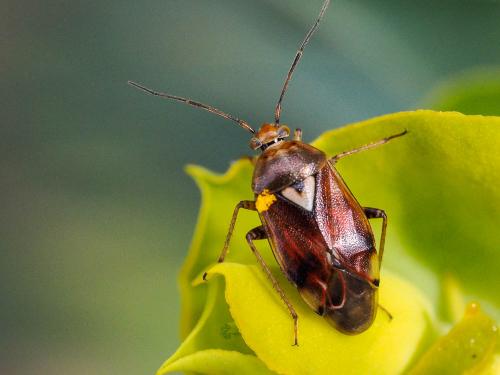 Lygus sp.