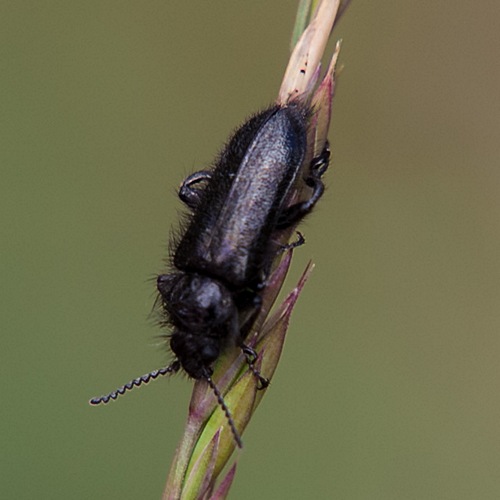 Brigitte Ulmer - Enicopus (Enicopus) ater ater - réf. 157725 (500 x 500 pixels, 60 ko)
