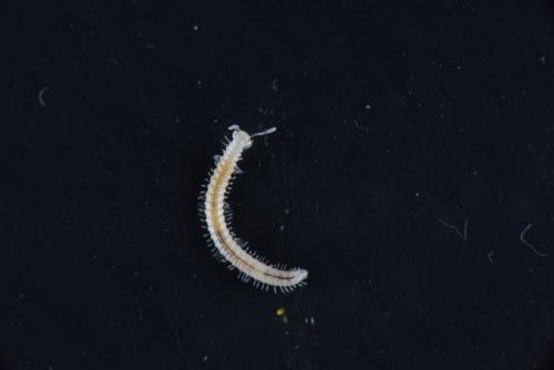 Réf. 158 562 : Brachychaeteuma sp.