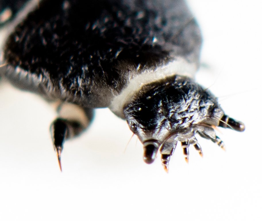 Nakx - Lygistopterus sanguineus - réf. 158035 (912 x 768 pixels, 76 ko)