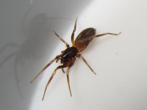 Réf. 159 266 : Harpactea hombergi