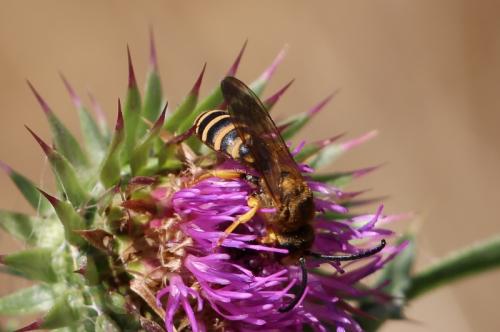 Réf. 159 794 : Halictus scabiosae