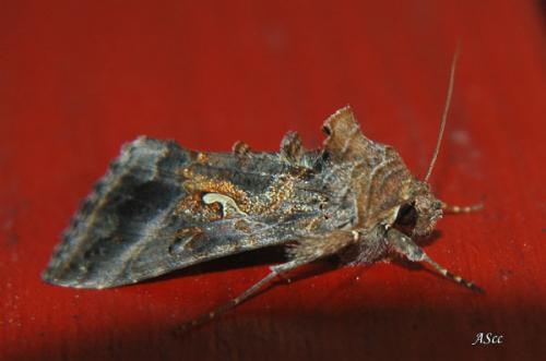 Réf. 16 285 : Autographa gamma