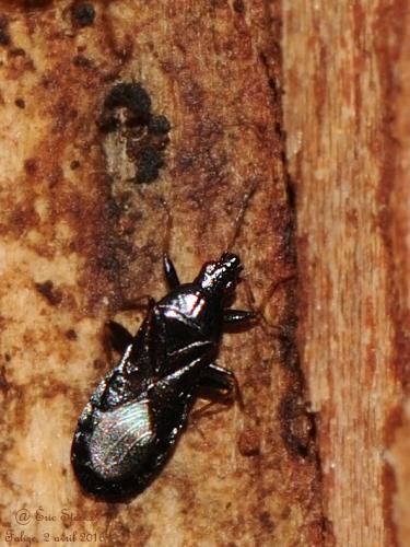 Réf. 160 424 : Dufouriellus ater