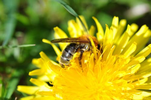 Réf. 160 228 : Andrena nitida