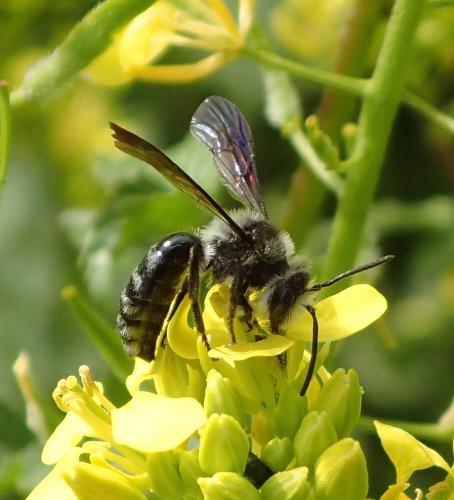 Réf. 160 921 : Andrena agilissima