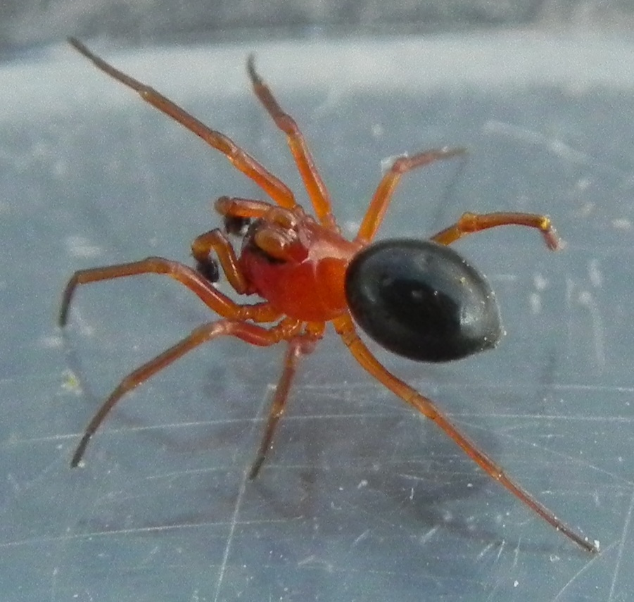 florent besson - Hypomma sp. - réf. 160683 (901 x 855 pixels, 206 ko)
