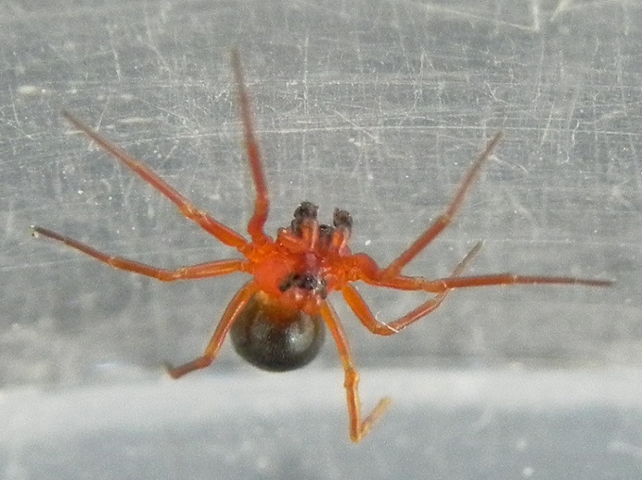 florent besson - Hypomma sp. - réf. 160681 (931 x 696 pixels, 209 ko)