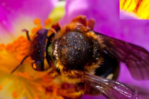 Rhodanthidium septemdentatum