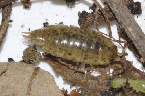 Réf. 161 043 : Philoscia muscorum