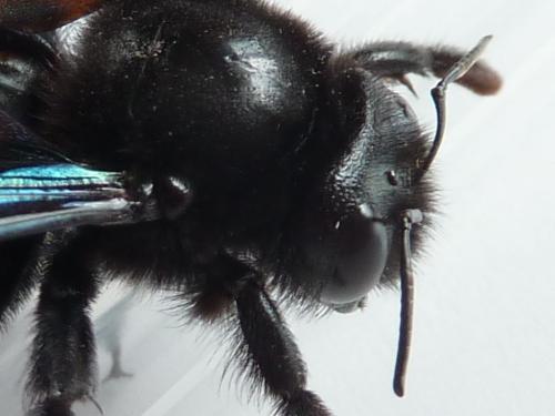 Réf. 161 907 : Xylocopa violacea
