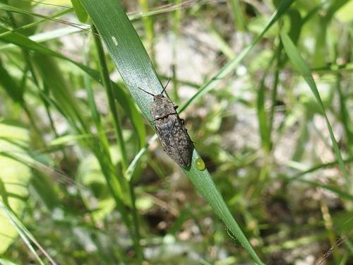 Réf. 161 188 : Agrypnus murinus