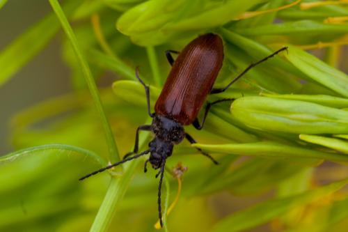 Réf. 162 492 : Omophlus lepturoides