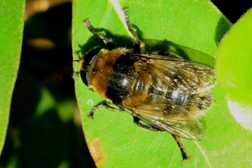 Réf. 162 005 : Merodon equestris