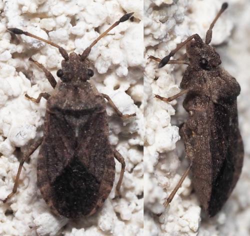 Bathysolen nubilus