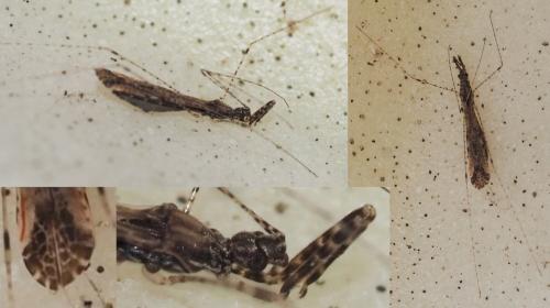 Réf. 162 463 : Empicoris sp.