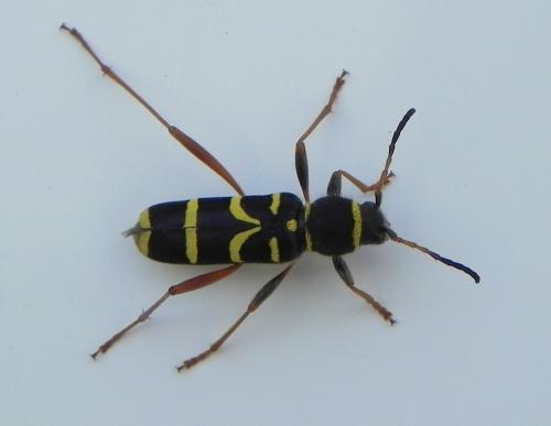Clytus arietis