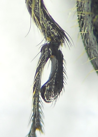 Roger MAILLOT - Enicopus (Enicopus) ater ater - réf. 163374 (418 x 585 pixels, 95 ko)