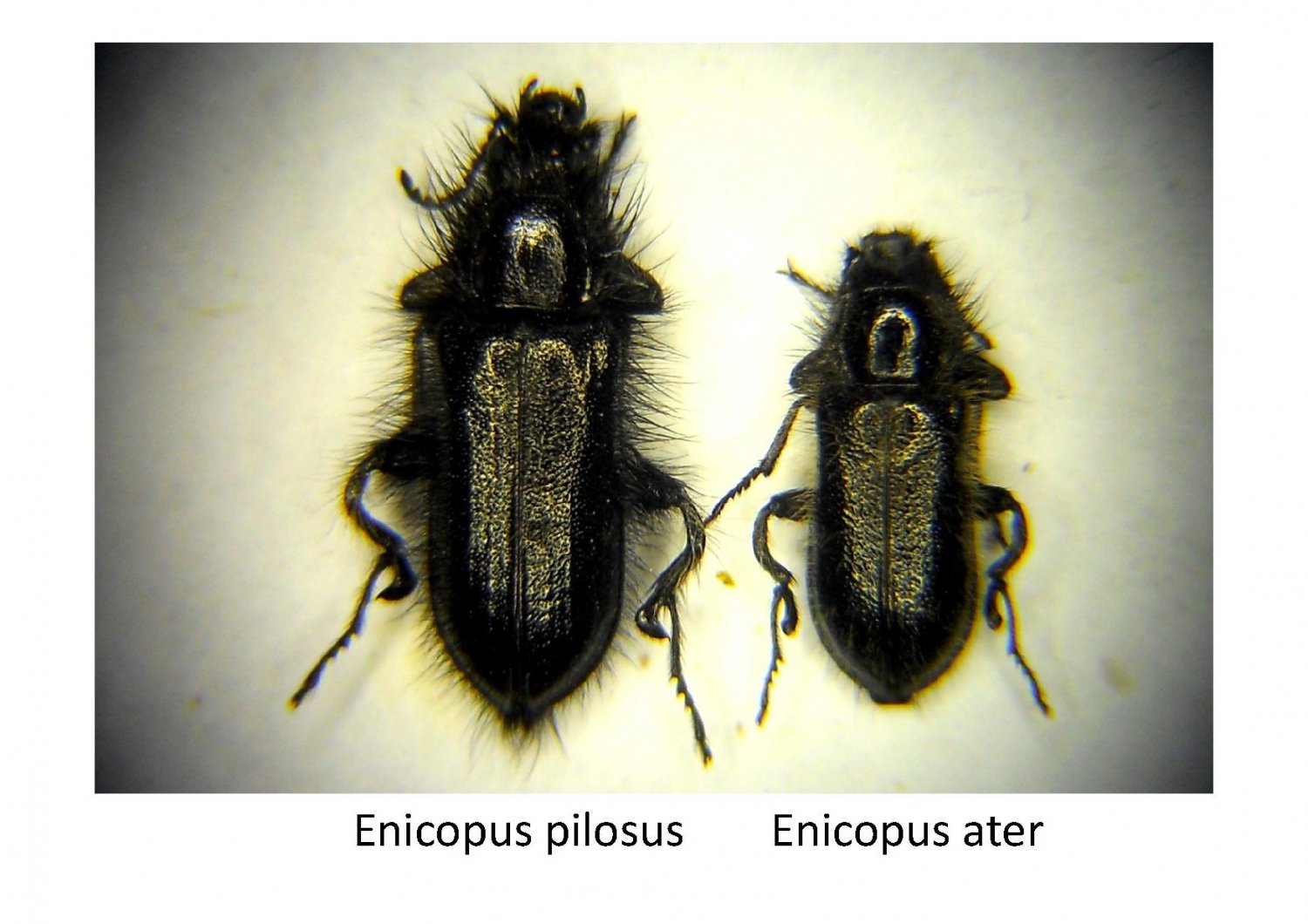 Roger MAILLOT - Enicopus (Enicopus) divers - réf. 163364 (1500 x 1060 pixels, 177 ko)