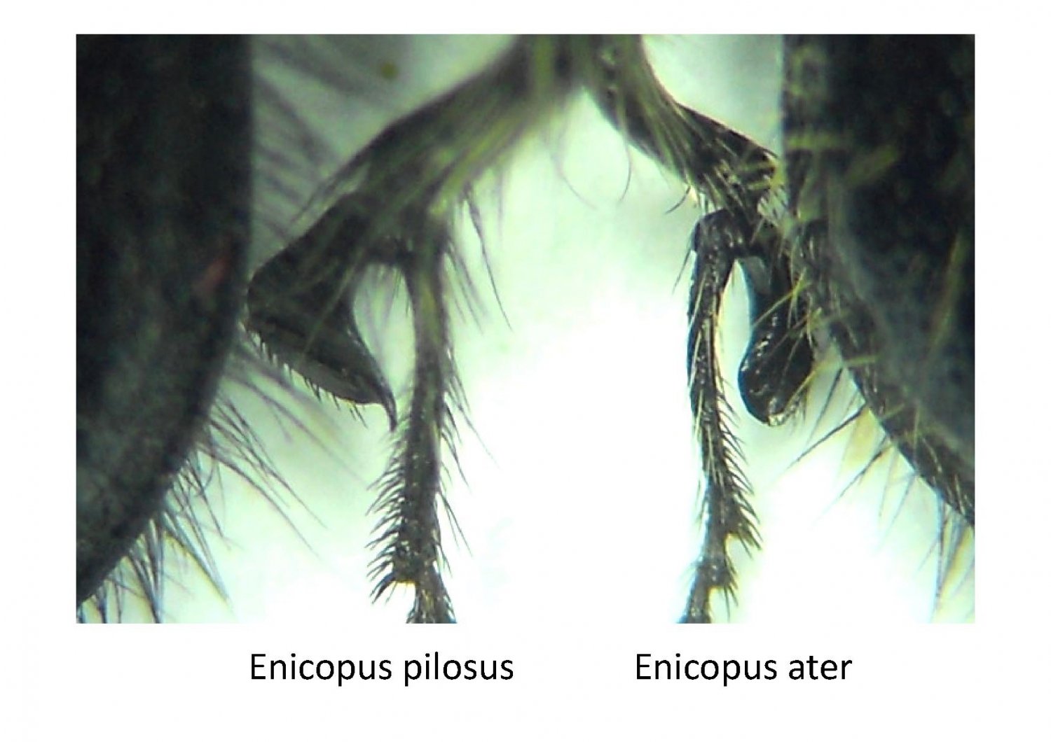 Roger MAILLOT - Enicopus (Enicopus) divers - réf. 163365 (1500 x 1060 pixels, 140 ko)