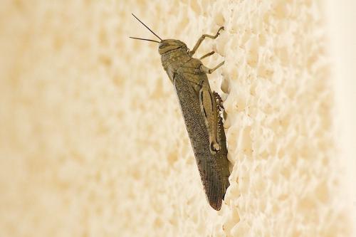 Réf. 164 779 : Anacridium aegyptium