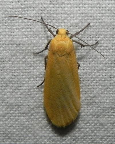 Eilema sororcula