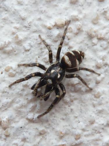 Salticus scenicus