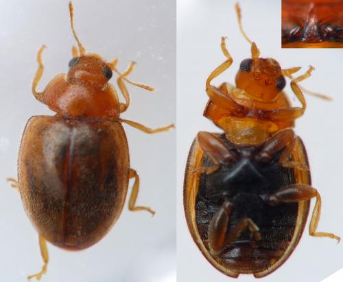 Réf. 164 207 : Rhyzobius litura