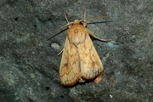 Réf. 165 197 : Mythimna vitellina