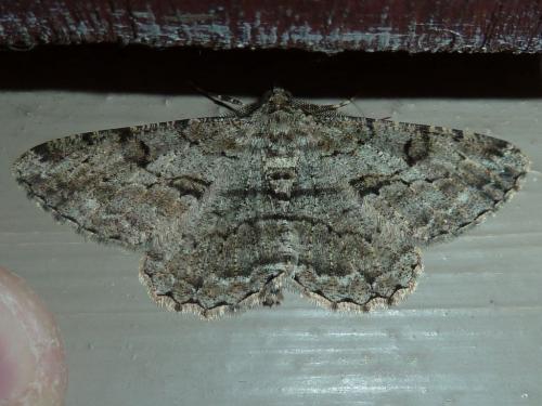 Réf. 165 887 : Peribatodes rhomboidaria