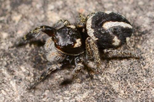 Réf. 166 139 : Pellenes nigrociliatus