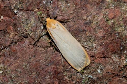 Réf. 166 918 : Eilema depressa