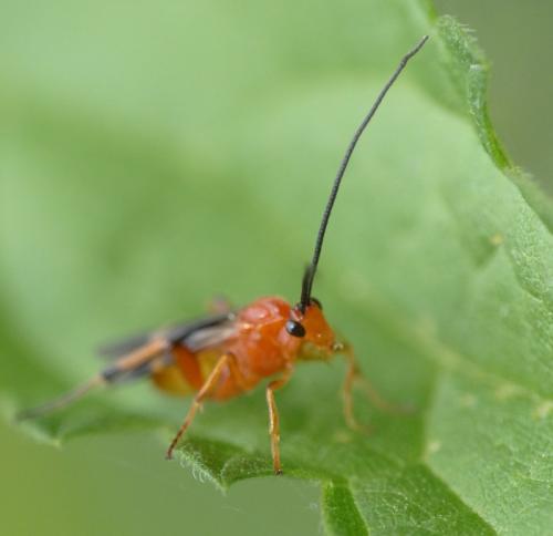 Cremnops desertor