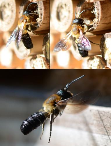 Megachile sculpturalis