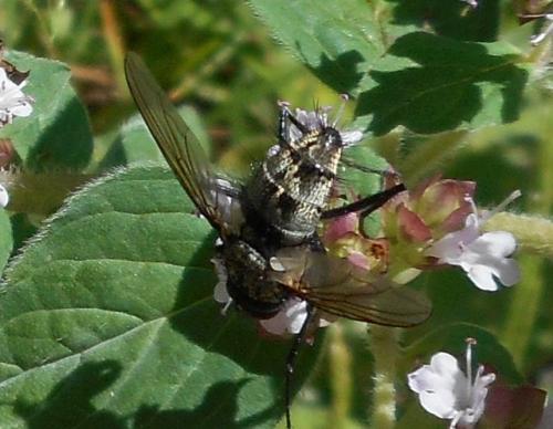 Réf. 167 430 : Dinera sp.