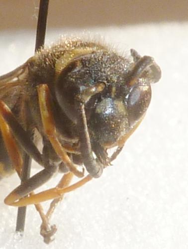 Réf. 167 107 : Eumenes sp.