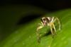 167506 – Photo : Nicolas Blondeau – Guyane française