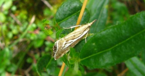 Réf. 168 337 : Catoptria combinella
